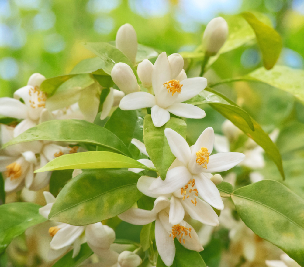 D’une fleur, deux senteurs le Néroli et la Fleur d’Oranger